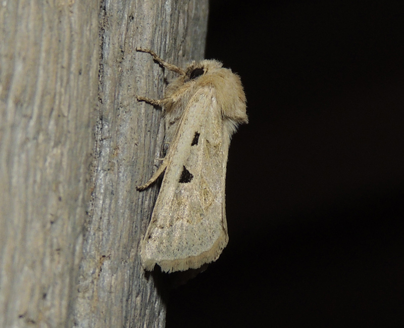 Episema grueneri ?...  Episema glaucina